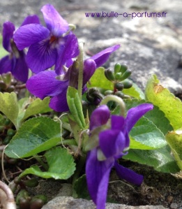 violette odorante ou viola odorata du jardin de la Bulle à parfums ( Jura)